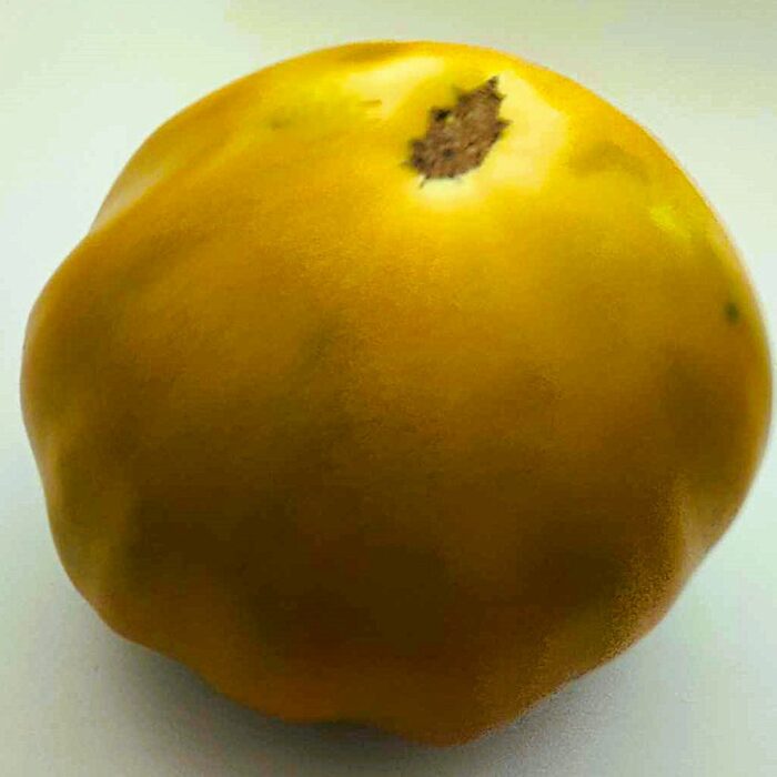 00062 Cherokee Green