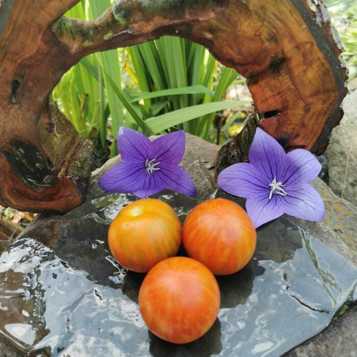 00226 TZI BI U, VIOLET JASPER