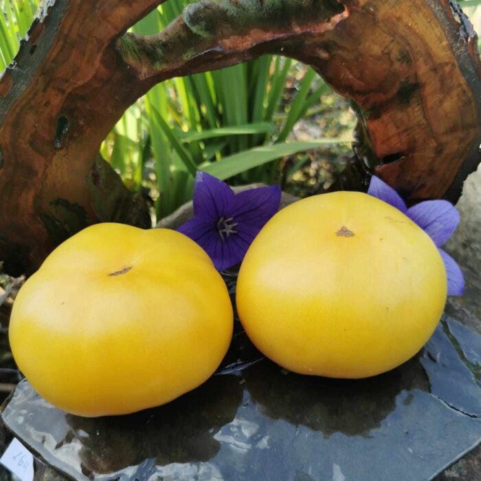 00264 Cherokee White