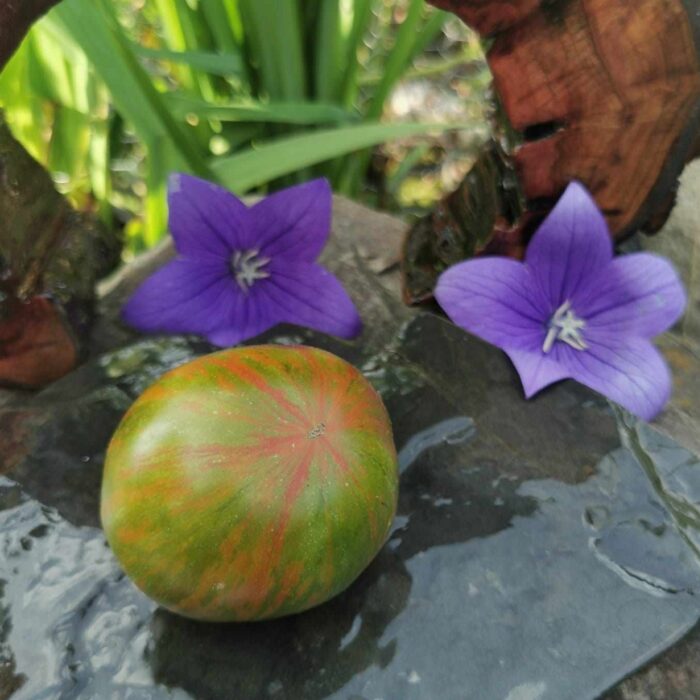 01059 Aftershock - Dwarf