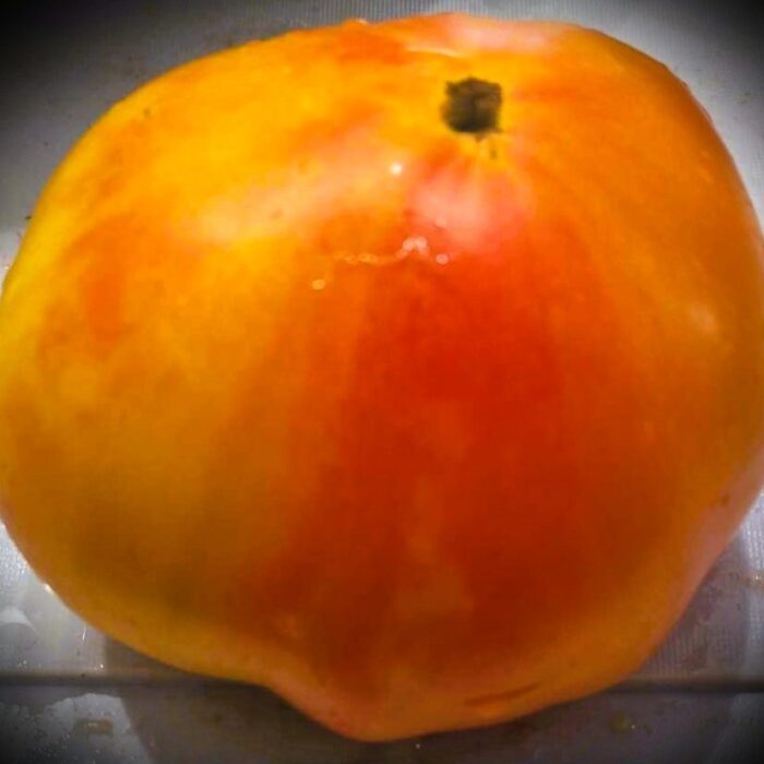 00378 Tuxhorn's Red and Yellow