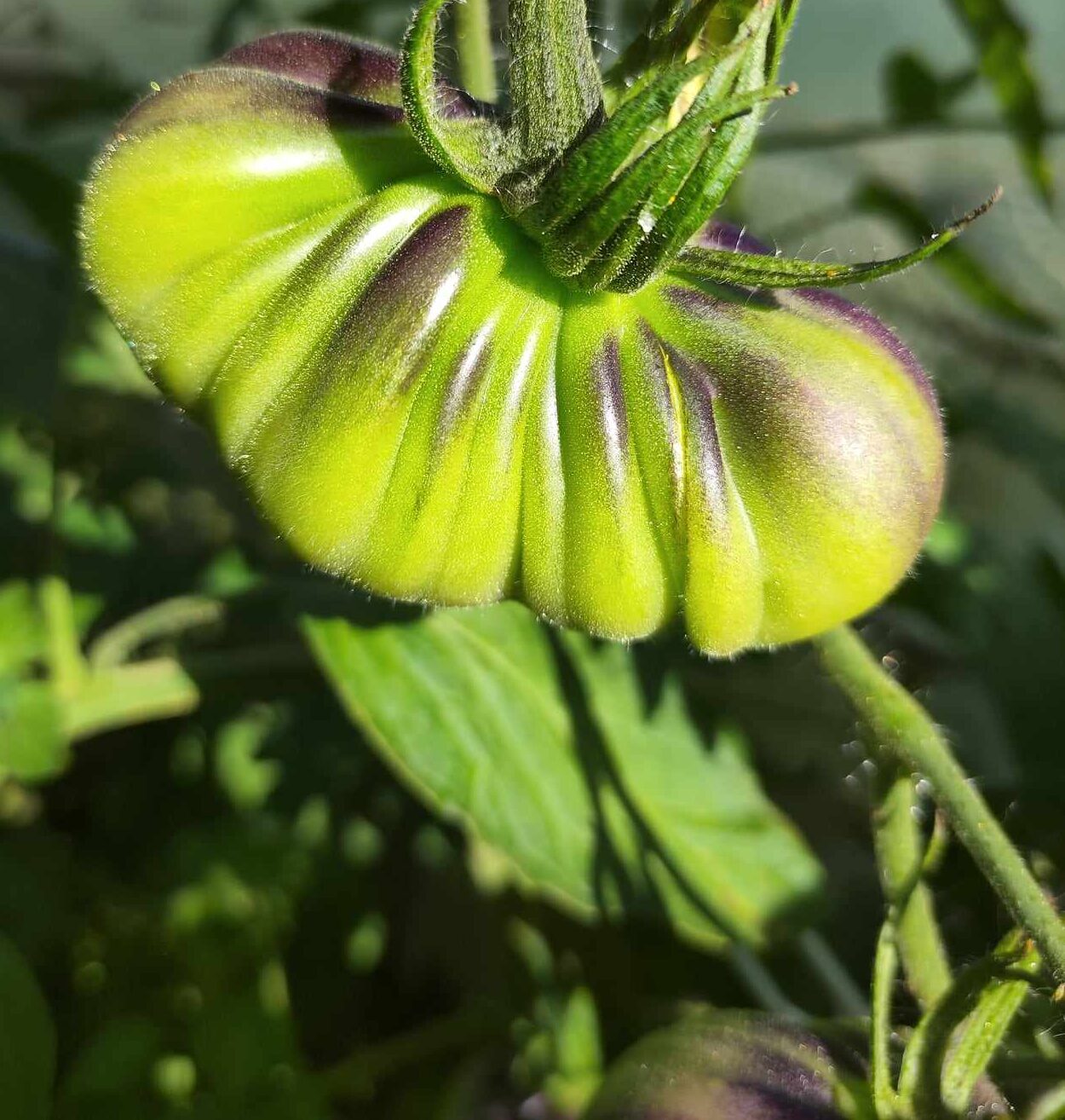 00289 Blue Pear - obrazek 3
