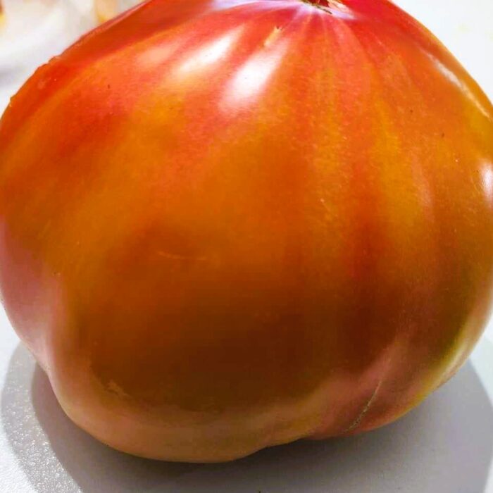 00252 Blushing Bride