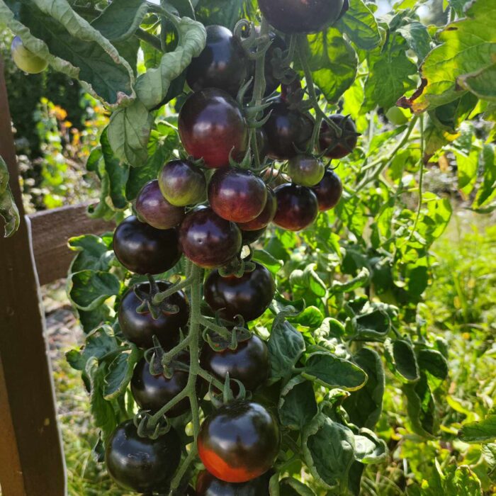 00159 Wild Card Blues