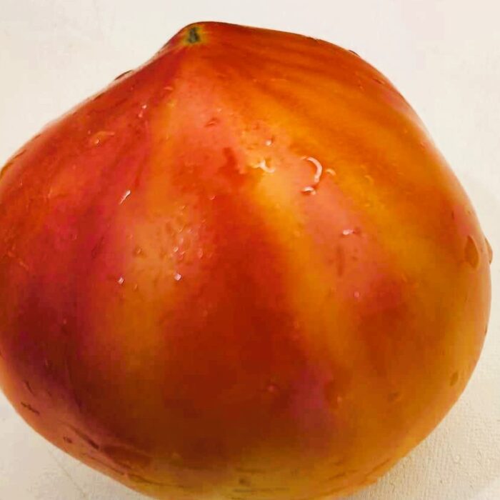 00291 Carmella’s Yellow Stripes