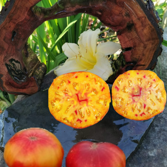 00256 Regina’s Yellow