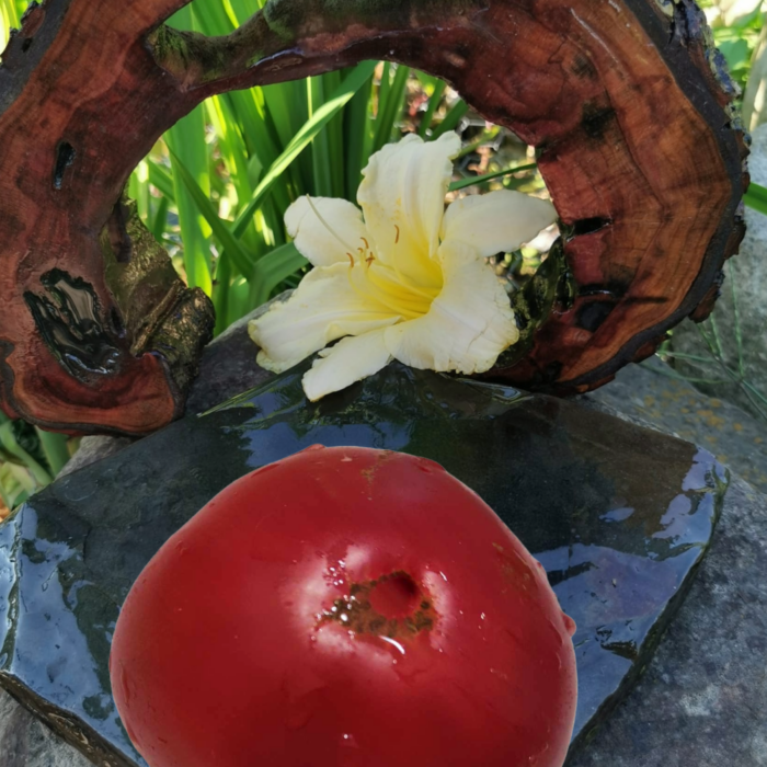 00236 Rosa Beefsteak