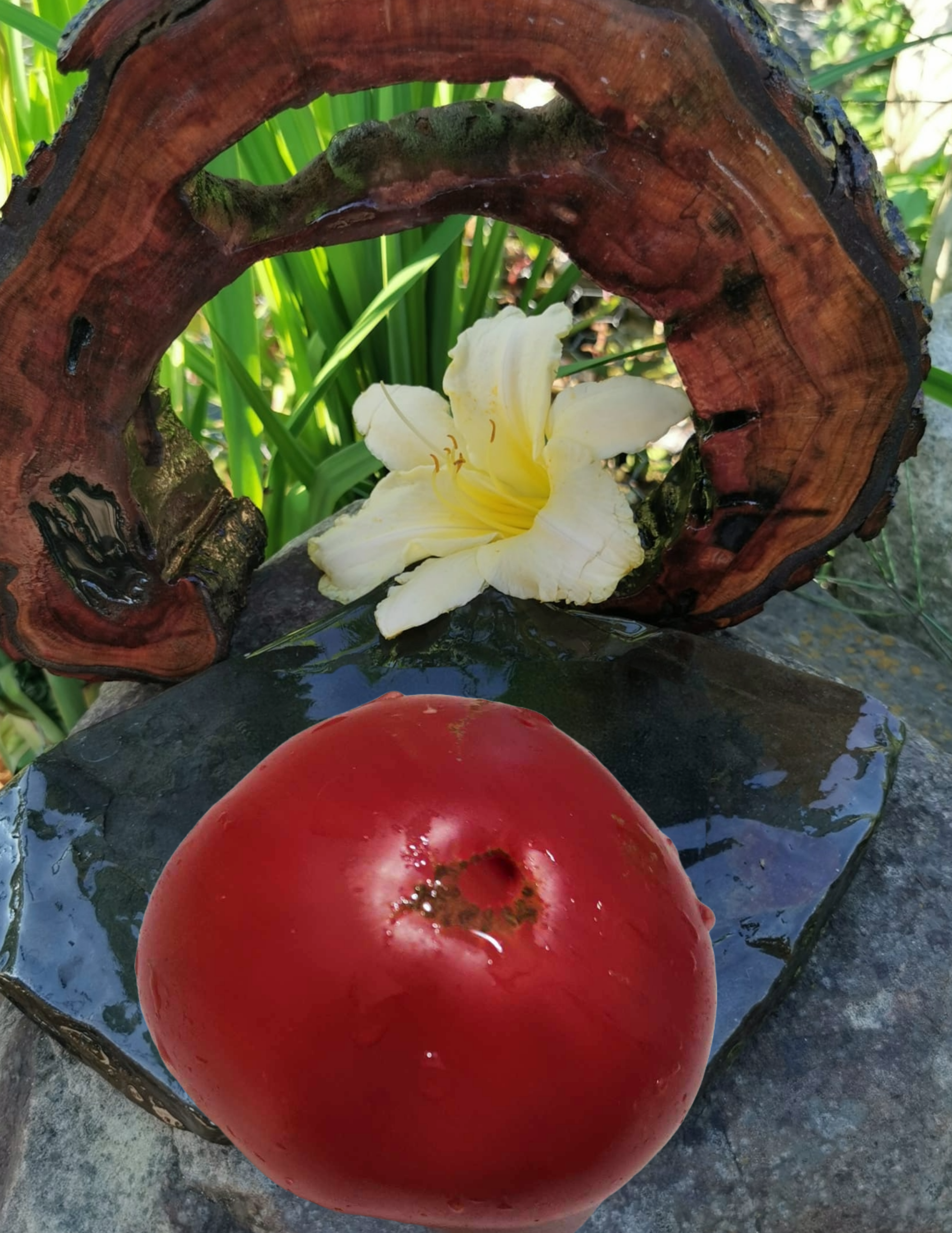 Pomidor Rosa Beefsteak