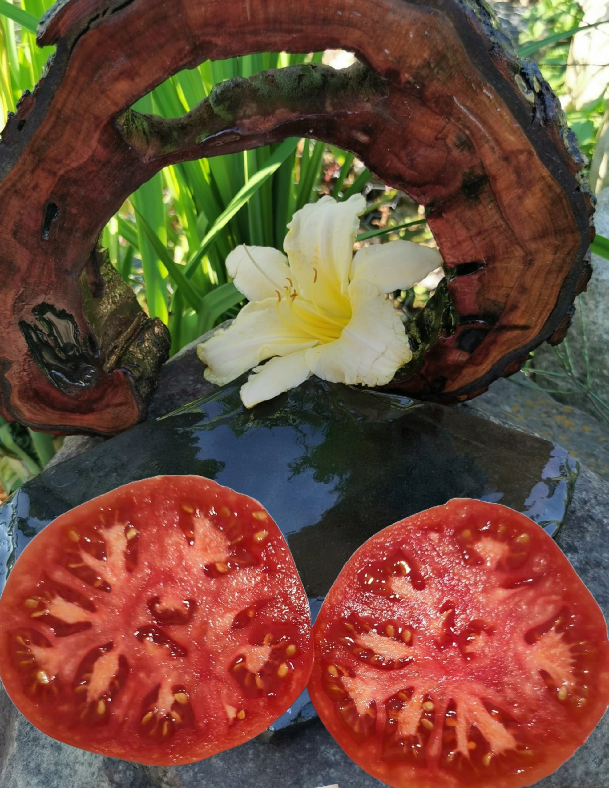 Pomidor Rosa Beefsteak - obrazek 2