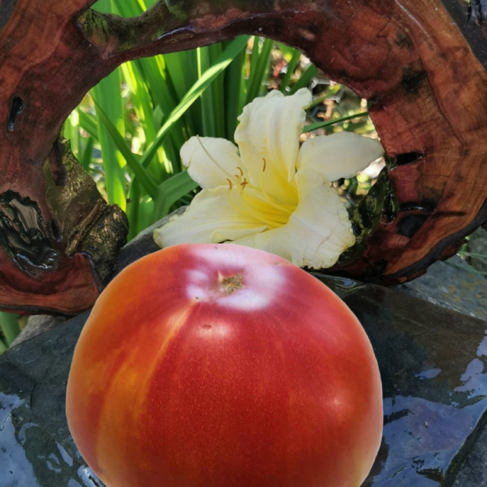 00053 Virginia Street