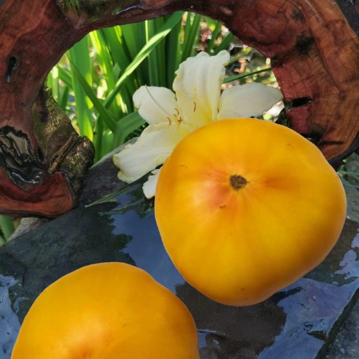 00257 Yellow Paw Paw