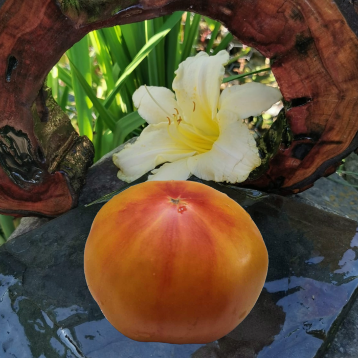Pomidor Yellow Stone BI-Color
