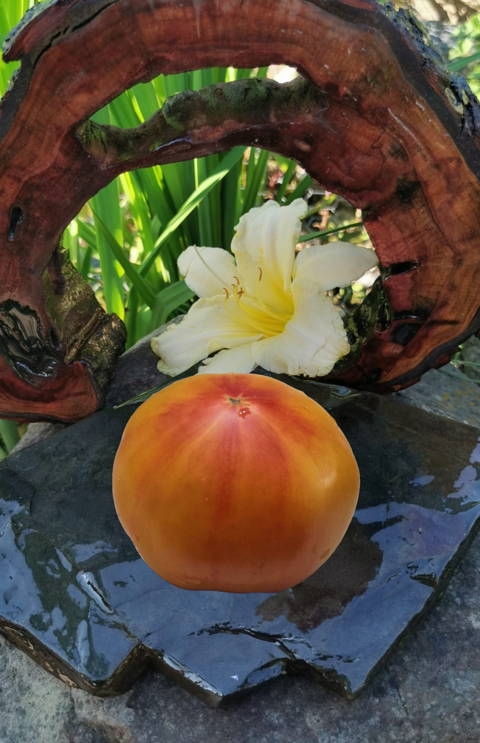 Pomidor Yellow Stone BI-Color