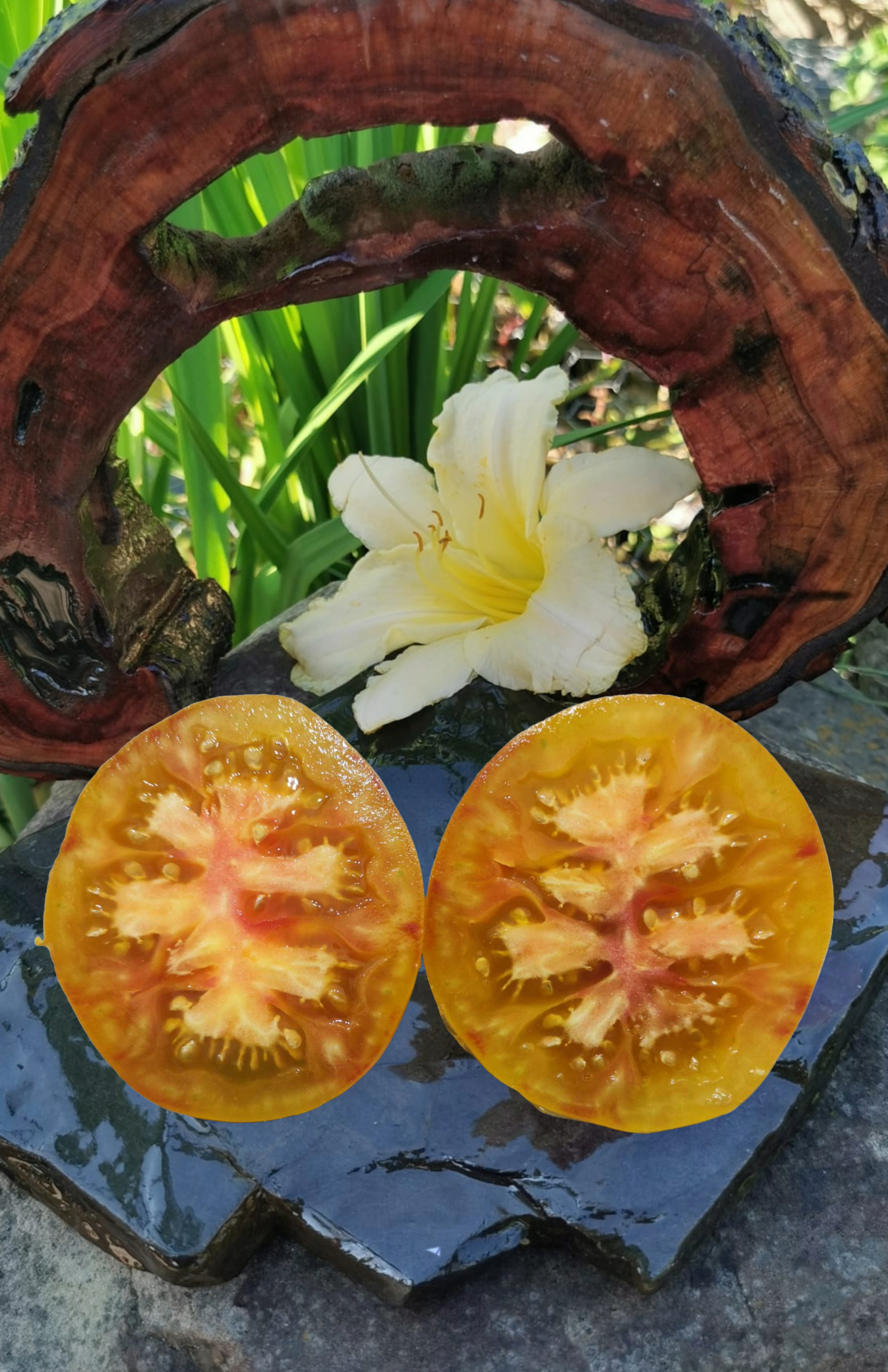 Pomidor Yellow Stone BI-Color - obrazek 2