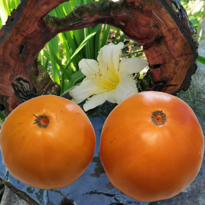 00280 Barnes Mountain Yellow