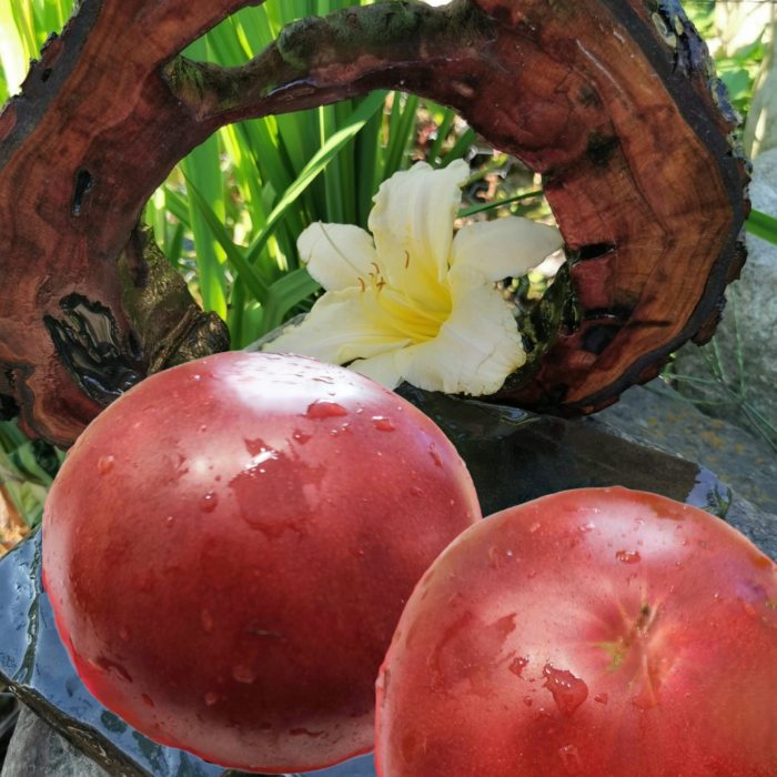 00272 Schwarze Sarah