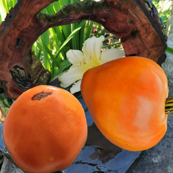 00295 Pastel Orange Heart