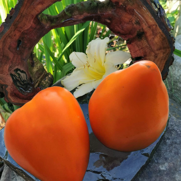 00322 Niebiańskie Góry (ZAILIJSKIS ALATAU)