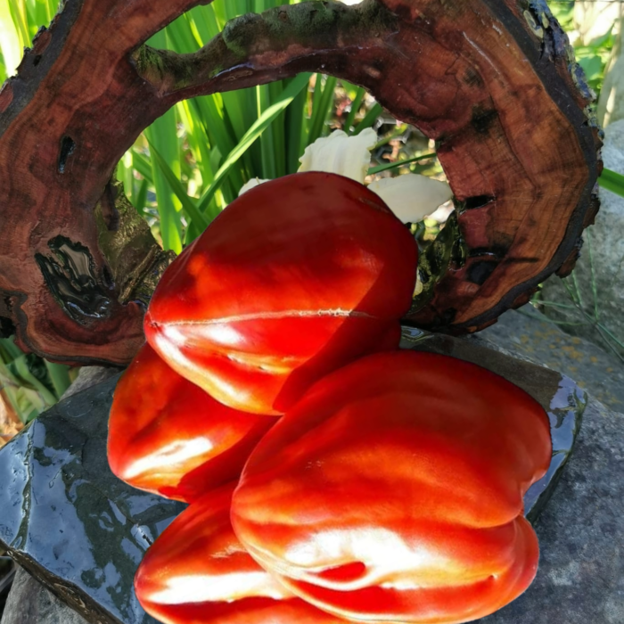 00324 Cuore Antico di Aqui Terme