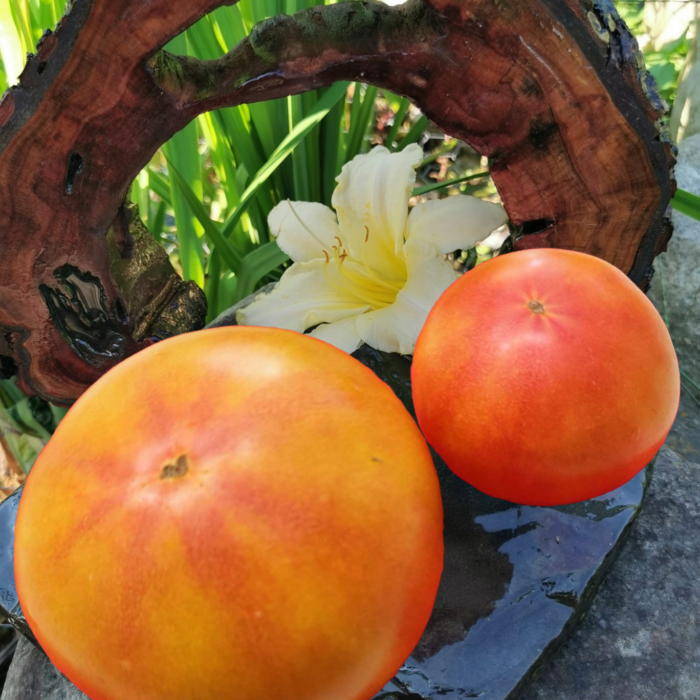 00331 Coral Queen (KORAĻĻU KARALIENE)