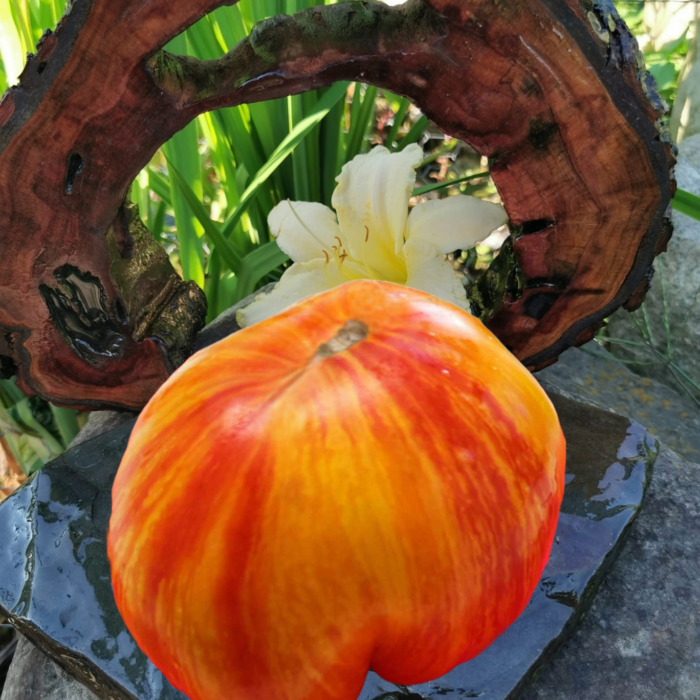 00336 Zachodnie Alma Ata -Kolekcja Vitaly Gennadievich Alifirov