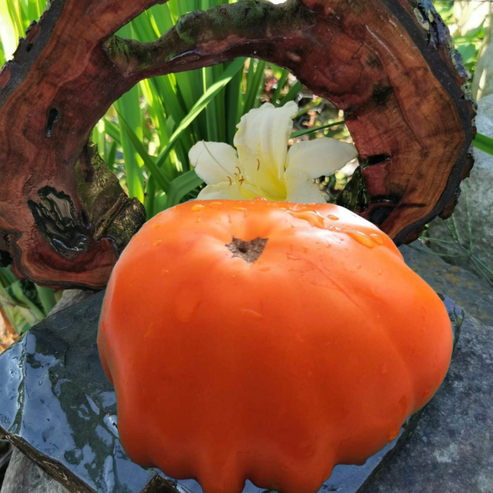 00338 Brandywine Yellow