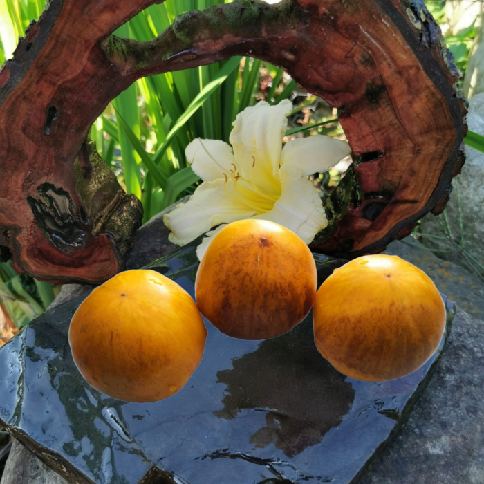 00263 Edith Bernhard