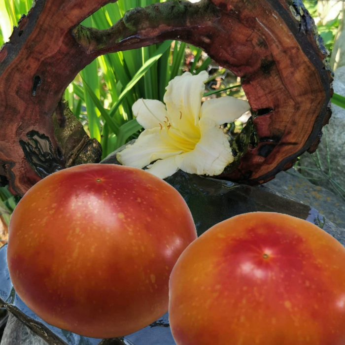 00233 Eye Of The Dingo