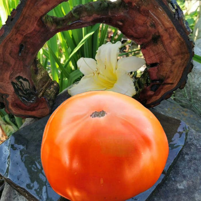 00110 Dr. Wyche's Yellow