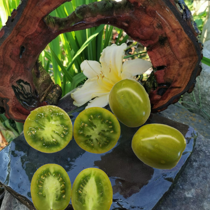 00375 Cherokee Green Grapee