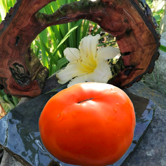 00119 Jumbo Jim Orange