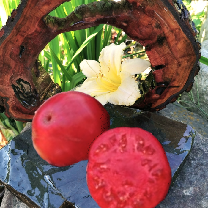 00341 Big Cheef Pink