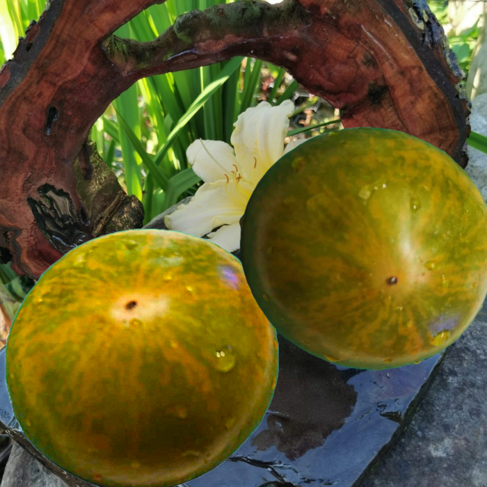 01041 Peppermint Stripes- Dwarf