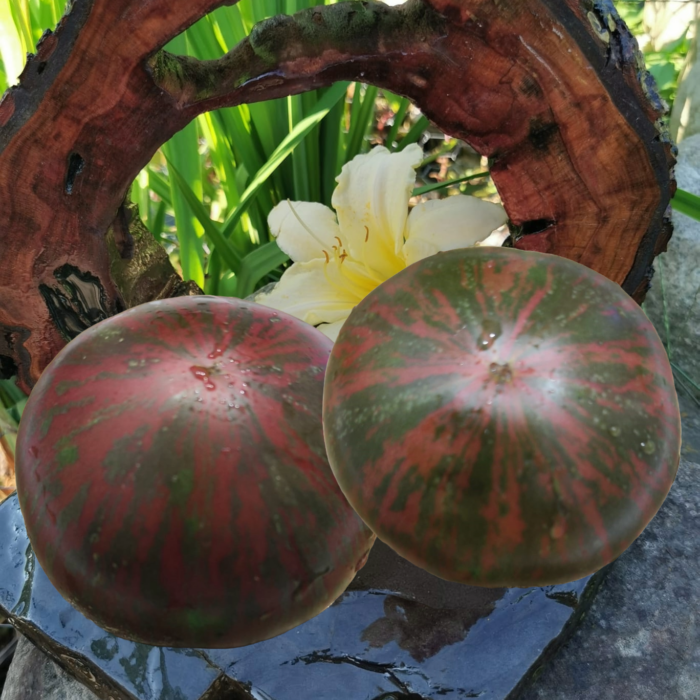 00115 Pink Berkeley Tie-Dye