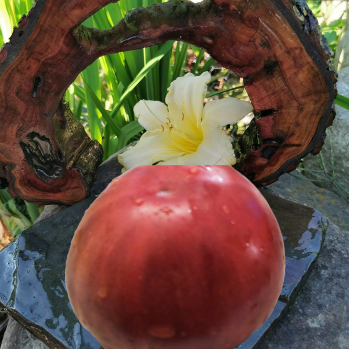 00373 Divo Divnoe (Wonderful Miracle)