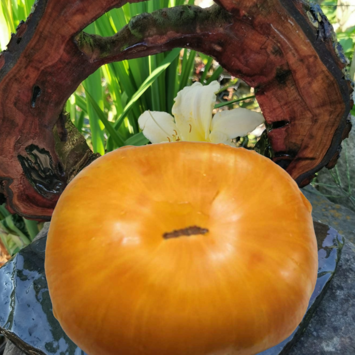 00240 Fireworks Orange