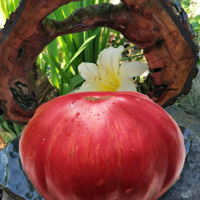 00238 Fireworks Pink