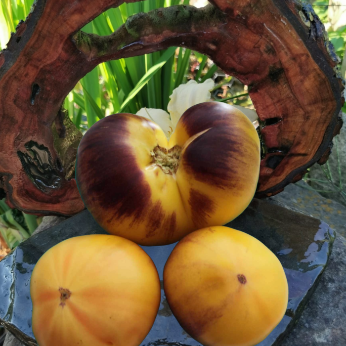 00223 Great White Bleus