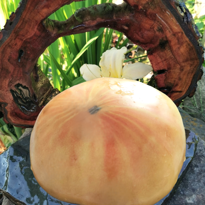 00019 Hazel Mae- Light