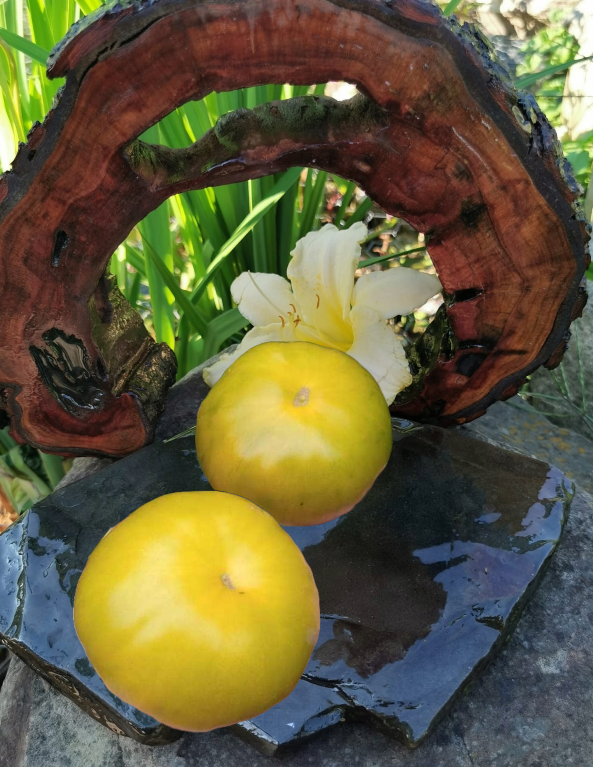 Pomidor Kiwi