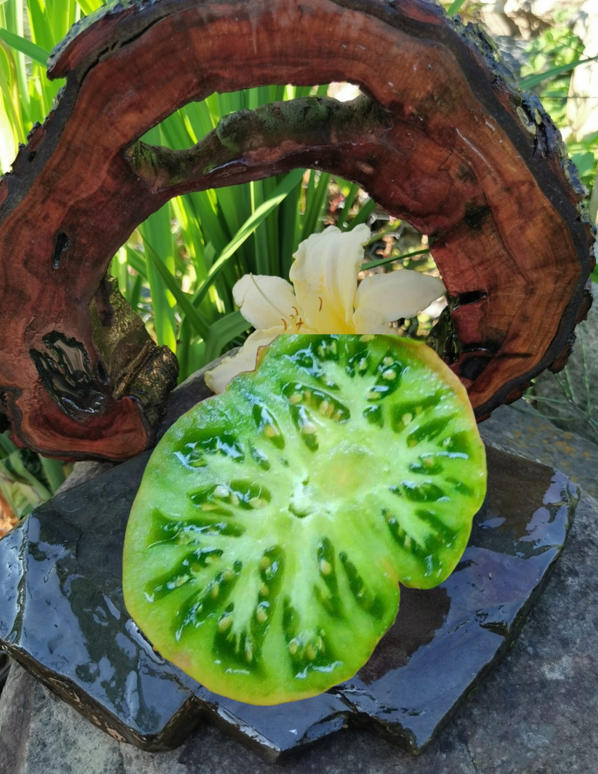 Pomidor Kiwi - obrazek 2