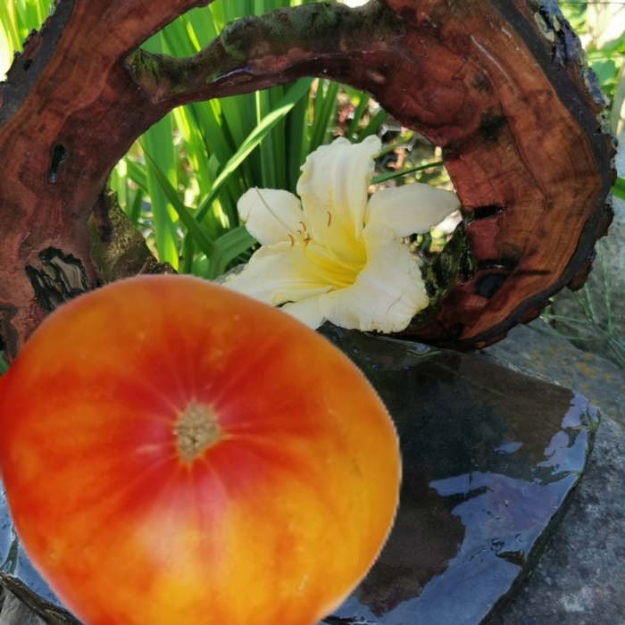 00242 Minnie’s Pin Stripe