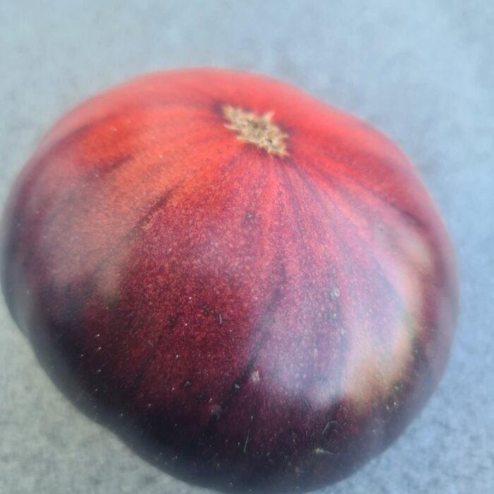 00010 Pink Syberian Tiger