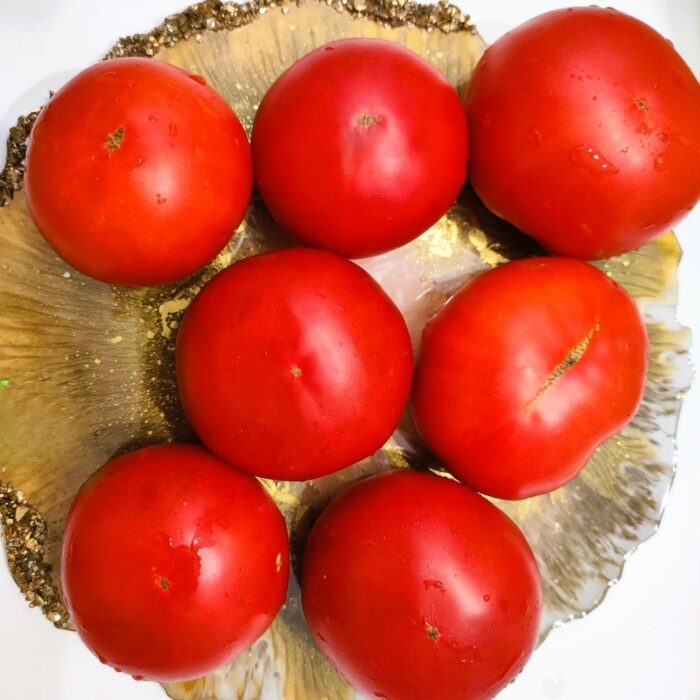 01015 Silver Fir Tree - Dwarf (koperkowy)