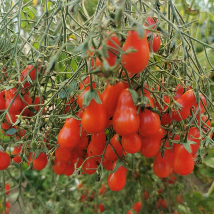 00218 Megagroniasty Czerwony (multiflora)