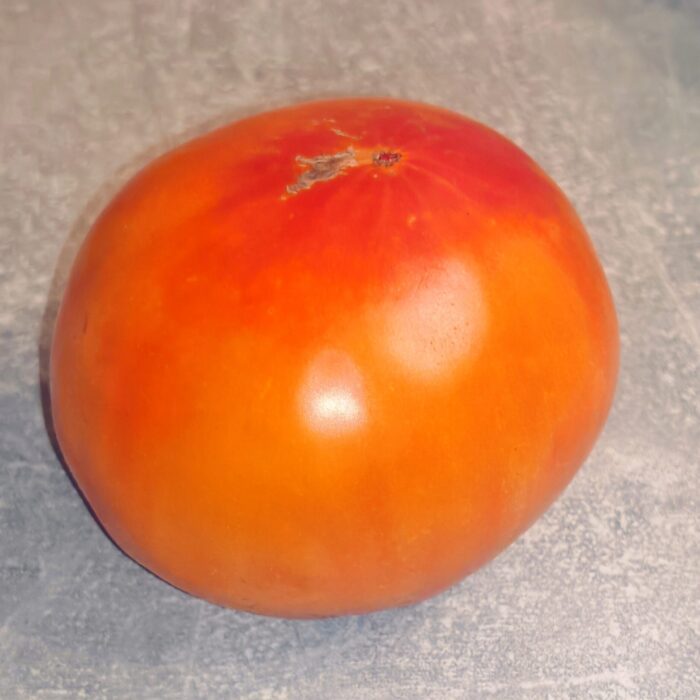 00370 Bad Horsey Bicolor