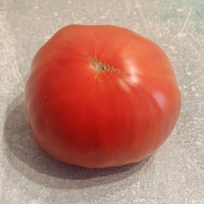 Pomidor Guido