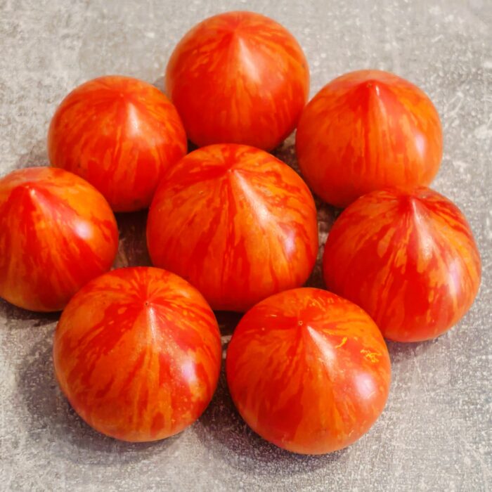 01018 Dean's Brad Gates - Dwarf