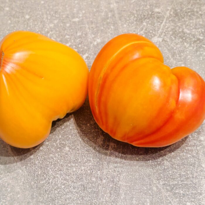 00029 Orange Russian