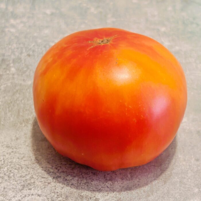 Pomidor Syberyjski Shangi Bicolor